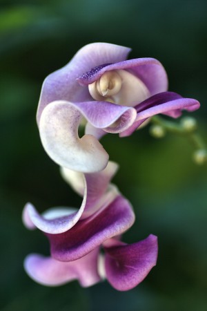 Corkscrew Vine Flower